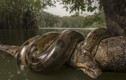 Hãi hùng loạt “quái vật" ghê gớm nhất náu mình trong rừng già Amazon