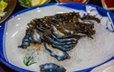 Rợn người với cách ăn món đỉa biển sống của người Hàn Quốc