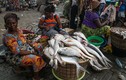Kinh dị những món ăn kỳ lạ chỉ thấy ở chợ châu Phi