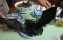Khóc thét với món đặc sản súp dơi nguyên con ở Trung Quốc