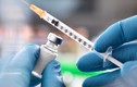 Vắc xin trị bệnh lao có thể chữa khỏi Covid-19?