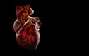 SARS-CoV-2 không chỉ tấn công phổi, còn là “kẻ thù nguy hiểm” của tim