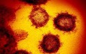 Đức: Phát hiện kháng thể ngăn chặn SARS-CoV-2, có thể chế thuốc trị COVID-19