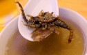 Món súp bọ cạp kinh dị của Trung Quốc khiến du khách “khóc thét”