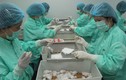 Năm 2021, Việt Nam thử nghiệm lâm sàng vắc-xin COVID-19 giai đoạn hai, ba