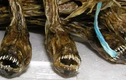 Loài cá mặt quỷ kinh dị được xem là đặc sản hấp dẫn ở Nhật