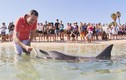 Trải nghiệm chơi đùa cùng cá heo hoang dã gần bờ biển Australia