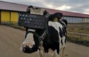 Cho bò đeo kính thực tế ảo để... tăng sản lượng sữa