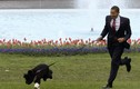 “Đẳng cấp” loạt thú cưng của Tổng thống Mỹ qua các thời kỳ