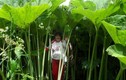 “Đột nhập” vùng đất kỳ lạ ở Nga, cây cối khổng lồ khó tin