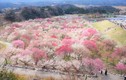 Lạc vào rừng hoa mận Nhật Bản nở rộ đẹp như cổ tích