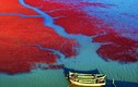 Kinh ngạc khung cảnh thơ mộng “Biển Đỏ” của Trung Quốc