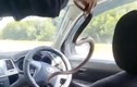 Đang lái xe, cặp đôi phát hiện rắn độc trườn qua chân