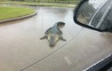 Cá sấu sổng chuồng lang thang trên đường sau mưa lũ