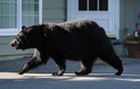 Mỹ: “Đột nhập” nhà dân, gấu đen tấn công bé trai 10 tuổi