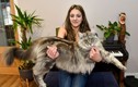 Kinh ngạc con mèo khổng lồ dài tới một mét