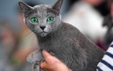 5 sự thật về Russian Blue – giống mèo quý tộc của Nga