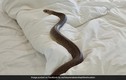 Hoảng loạn khi phát hiện rắn nâu cực độc nằm trên giường ngủ