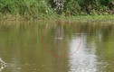 Cảnh báo cá sấu xuất hiện trong ao hồ, kênh rạch ở Bạc Liêu