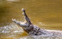Khoảnh khắc sinh tử khi người đàn ông Australia chiến đấu với cá sấu
