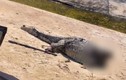 Cảnh cá sấu bị chặt đầu, vứt xác trên bãi biển gây phẫn nộ