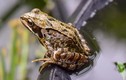 Ba con ếch có thể bị trục xuất khỏi Pháp vì tiếng ồn