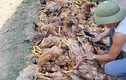 Trang trại thiệt hại gần 1.000 con gà do mất điện đột ngột 