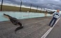 Cá sấu khổng lồ gây hỗn loạn trên đường cao tốc Mỹ