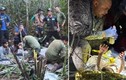 4 đứa trẻ lạc trong rừng Amazon “trốn trong thân cây” để sống sót