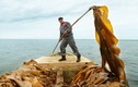 Tận mục cách người dân thu hoạch rong biển ở Biển Trắng của Nga