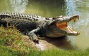 Người phụ nữ Mỹ bị cá sấu cắn chết khi đang dắt chó đi dạo