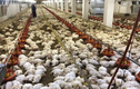 Lý giải nguyên nhân 4.000 con gà chết thảm vì mất điện