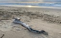 Bất ngờ phát hiện rắn độc khổng lồ trên bãi biển Australia