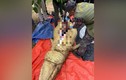 Malaysia: Mổ bụng con cá sấu 800kg, phát hiện điều kinh hoàng