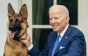 Cắn 10 mật vụ, chó cưng của ông Biden bị đưa đi huấn luyện