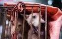 Những quốc gia nào trên thế giới cấm món thịt chó?