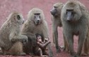 Ấn Độ: Khỉ tấn công khiến bé trai 10 tuổi tử vong