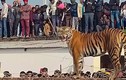Ấn Độ: Người dân ùn ùn kéo nhau đi xem hổ xổng chuồng