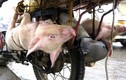 Quốc tế sốc với những hình ảnh “rùng rợn” về lợn Việt Nam
