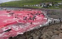 Biển đỏ màu máu, 180 con cá voi bị giết gây sốc