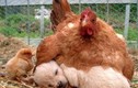 Ảnh động vật siêu yêu: Khi gà mái mẹ yêu con khác loài