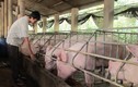 Giá thịt lợn: Đang đỉnh cao nhất, chỉ một cuộc họp lập tức tụt