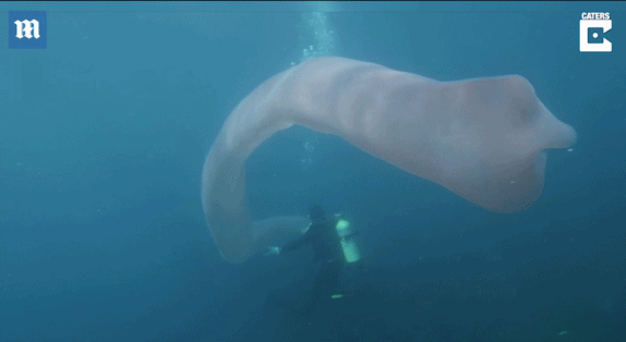 Giải bí ẩn sinh vật kỳ bí dài 8m trôi nổi dưới đáy biển 