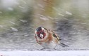 Chim nhỏ nghị lực gồng mình chống bão tuyết 