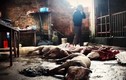 Kinh hãi lợn lở mồm long móng được “phù phép” thành trâu gác bếp