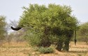 Thích thú xem voi khổng lồ cố “tàng hình” sau lùm cây 