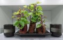 Bí quyết trồng khoai lang phiên bản bonsai gây sốt