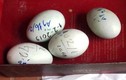 Bất ngờ thiên nga ở hồ Thiền Quang đẻ gần 20 quả trứng