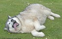 Chú chó béo nhất nước Anh và số phận đáng thương