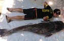 Cá lăng to hơn người, nặng tới 77kg ở Buôn Ma Thuột